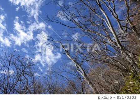 冬景色・枯れた木々と快晴の空 冬景色・枯れた木々と快晴の空 85170303
