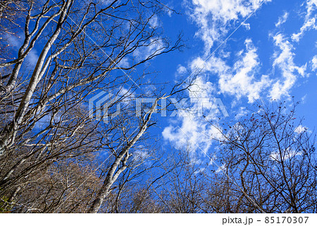 冬景色・枯れた木々と快晴の空 冬景色・枯れた木々と快晴の空 85170307