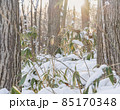 夕暮れの逆光で輝く新雪と笹の雑木林 85170348