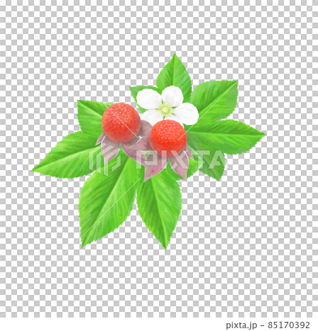 三裂懸鉤子的手繪插圖 三裂懸鉤子的手繪插圖 85170392