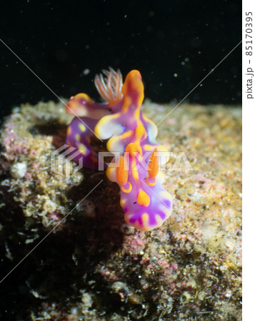 ミアミラウミウシ ミアミラウミウシ 85170395