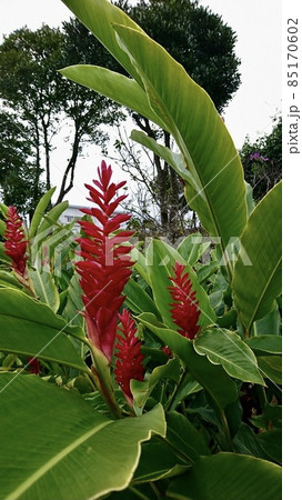 沖縄県宮古島 レッドジンジャーの花の写真素材