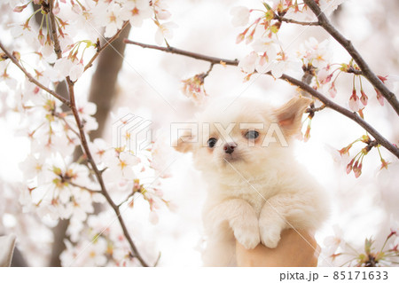 満開の桜の横で持ち上げられるクリーム色のロングコートチワワ子犬 満開の桜の横で持ち上げられるクリーム色のロングコートチワワ子犬 85171633