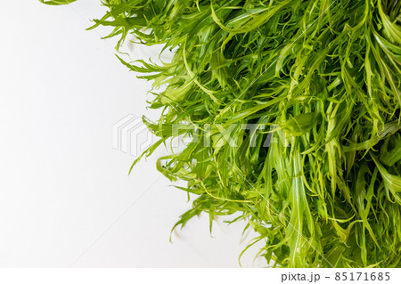 冬野菜　水菜(ミズナ) 85171685