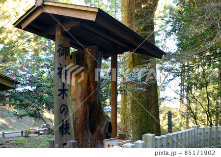 草部吉見神社 御神木 草部吉見神社 御神木 85171902