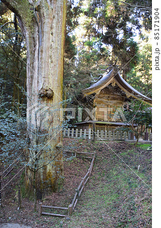 草部吉見神社 御神木 草部吉見神社 御神木 85171904