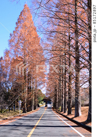 南阿蘇 メタセコイア並木 85172897