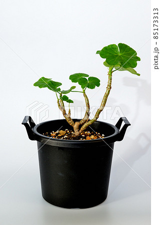 バラ咲きゼラニウムの鉢植え バラ咲きゼラニウムの鉢植え 85173313
