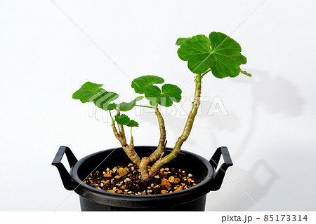バラ咲きゼラニウムの鉢植え バラ咲きゼラニウムの鉢植え 85173314