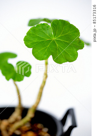 バラ咲きゼラニウムの鉢植え バラ咲きゼラニウムの鉢植え 85173316