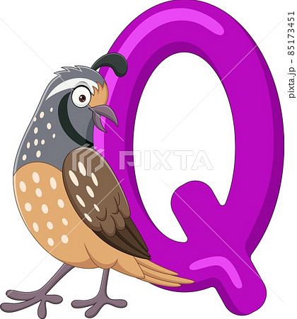 Alphabet letter Q for Quail 85173451