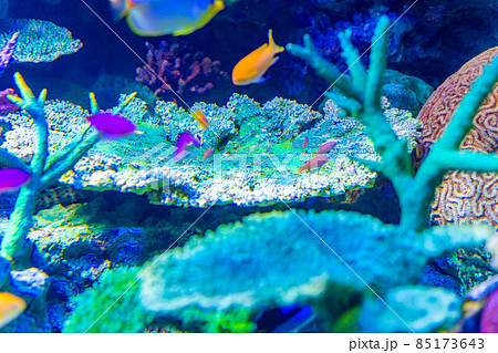 サンゴ礁イメージ 85173643