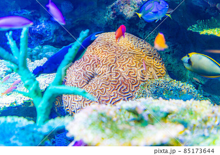 サンゴ礁イメージ 85173644