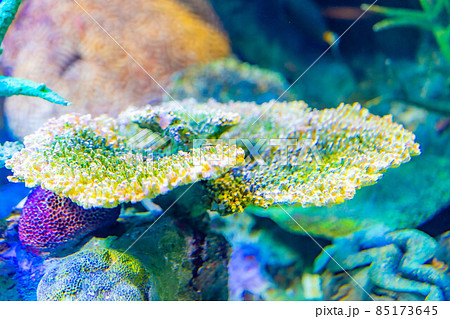 サンゴ礁イメージ 85173645