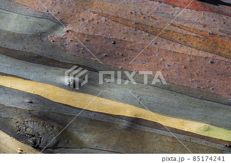 Close-up of striped tree bark Close-up of striped tree bark 85174241