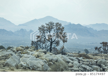 USA, California, Lone Pine, Burnt tree in Alabama Hills in Sierra Nevada Mountains 85174497