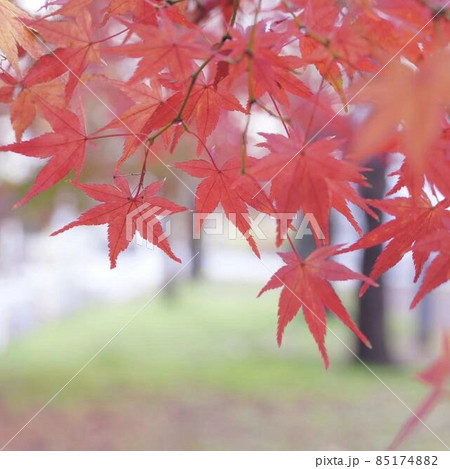 　秋美しいカエデの森　＊正方形構図 85174882