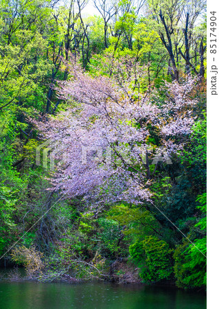 大阪府民の森 新緑と山桜 大阪府民の森 新緑と山桜 85174904
