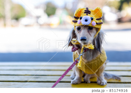干支 虎年 公園で散歩をするダックスフンド 干支 虎年 公園で散歩をするダックスフンド 85174916