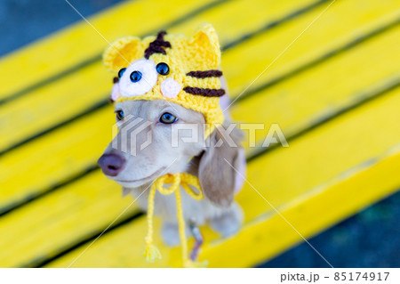 干支 虎年 公園で散歩をするダックスフンド 干支 虎年 公園で散歩をするダックスフンド 85174917