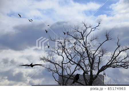 枯れ木に集まって来る鳥の群れ 枯れ木に集まって来る鳥の群れ 85174963