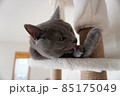 キャットタワーの上でくつろぐグレーの猫 毛繕い中 85175049