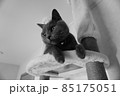 キャットタワーにいる猫 モノクロ 85175051