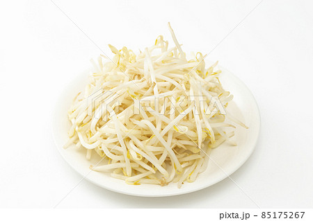 緑豆もやし 白バック 緑豆もやし 白バック 85175267