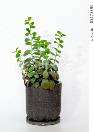 多肉植物　カランコエ　胡蝶の舞鉢植え 85175396