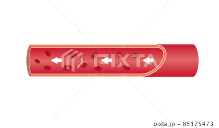 血管・大動脈の断面図イラスト (文字なし) 血管・大動脈の断面図イラスト (文字なし) 85175473