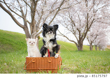 桜並木の前でバスケットに入った黒いロングコートチワワとまだ仔犬の白いロングコートチワワ 桜並木の前でバスケットに入った黒いロングコートチワワとまだ仔犬の白いロングコートチワワ 85175797