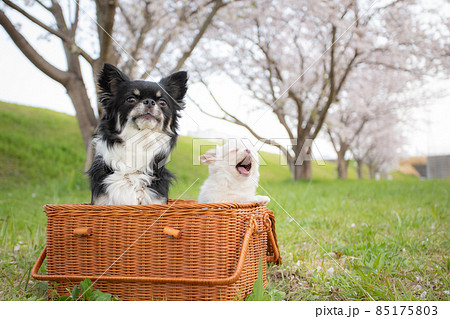 桜並木の前でバスケットに入った黒いロングコートチワワとまだ仔犬の白いロングコートチワワ 85175803