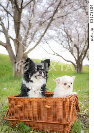 桜並木の前でバスケットに入った黒いロングコートチワワとまだ仔犬の白いロングコートチワワ 桜並木の前でバスケットに入った黒いロングコートチワワとまだ仔犬の白いロングコートチワワ 85175804