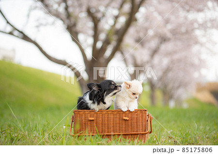 桜並木の前でバスケットに入った黒いロングコートチワワとまだ仔犬の白いロングコートチワワ 桜並木の前でバスケットに入った黒いロングコートチワワとまだ仔犬の白いロングコートチワワ 85175806