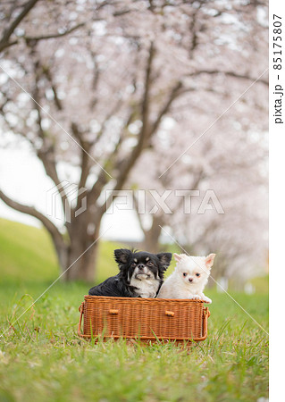 桜並木の前でバスケットに入った黒いロングコートチワワとまだ仔犬の白いロングコートチワワ 桜並木の前でバスケットに入った黒いロングコートチワワとまだ仔犬の白いロングコートチワワ 85175807