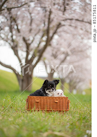 桜並木の前でバスケットに入った黒いロングコートチワワとまだ仔犬の白いロングコートチワワ 桜並木の前でバスケットに入った黒いロングコートチワワとまだ仔犬の白いロングコートチワワ 85175811