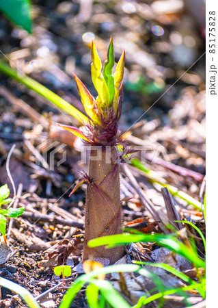 黒竹の筍 85175828