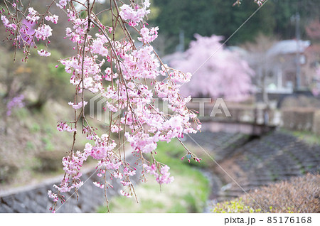 田舎の春のイメージに使いやすい日本の里山の春の桜のある風景1 田舎の春のイメージに使いやすい日本の里山の春の桜のある風景1 85176168