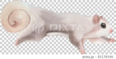 Adorable Sugar Glider aka Petaurus breviceps watercolor, walking side ways, looking straight ahead. Isolated on white backgound. Adorable Sugar Glider aka Petaurus breviceps watercolor, walking side ways, looking straight ahead. Isolated on white backgound. 85176540