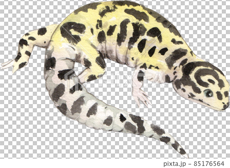 Cartoon amphibians and reptiles watercolor clipart png Cartoon amphibians and reptiles watercolor clipart png 85176564