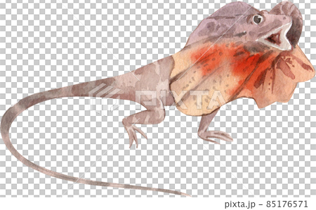 Cartoon amphibians and reptiles watercolor clipart png 85176571