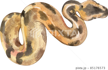 Cartoon amphibians and reptiles watercolor clipart png 85176573