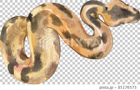 Cartoon amphibians and reptiles watercolor clipart png 85176573