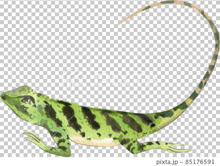 Cartoon amphibians and reptiles watercolor clipart png 85176591
