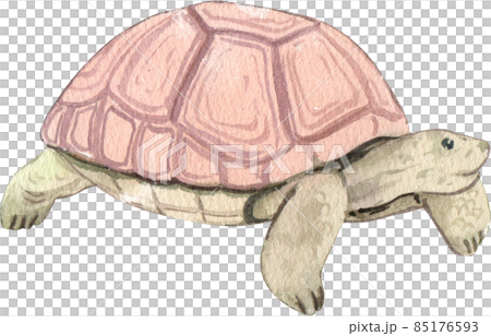 Cartoon amphibians and reptiles watercolor clipart png 85176593