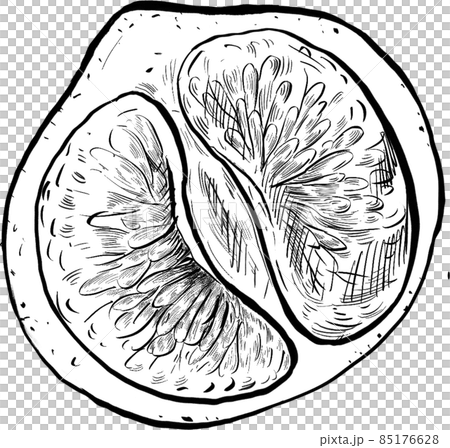 Orange fruit line art handdrawn clipart png Orange fruit line art handdrawn clipart png 85176628