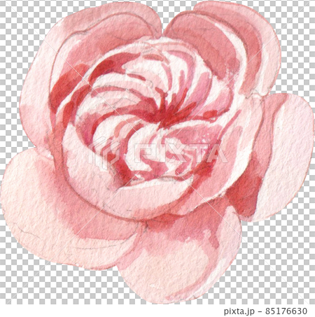 Rose flower watercolor clipart png Rose flower watercolor clipart png 85176630