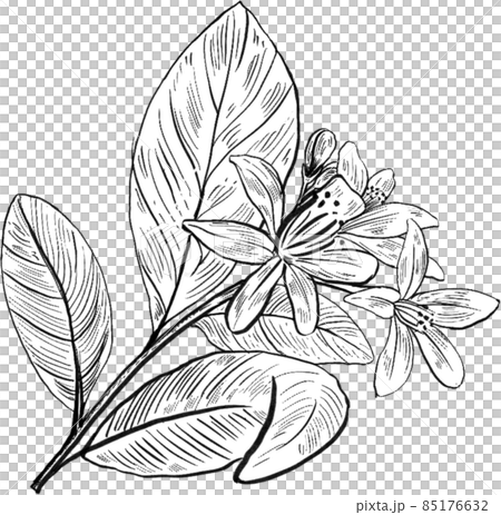 Orange fruit line art handdrawn clipart png Orange fruit line art handdrawn clipart png 85176632