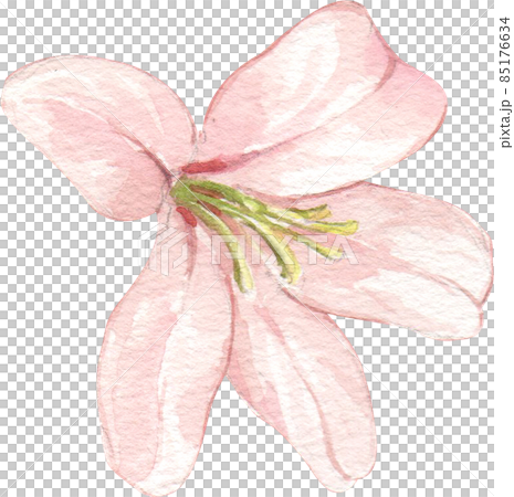 Rose flower watercolor clipart png 85176634
