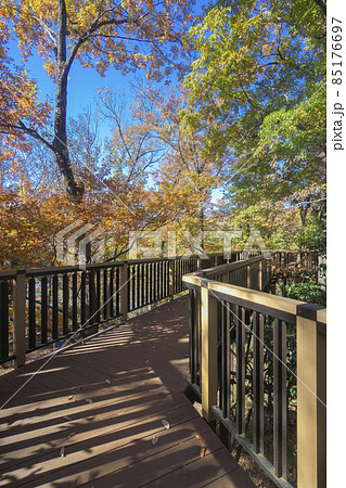 紅葉の狭山丘陵　冒険の森のコナラの林観察展望デッキ 85176697